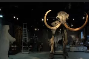 Kostur vunastog mamuta prodan na dražbi za pola milijuna eura