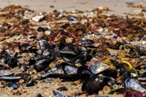 Znanstvenici pronašli mikroplastiku u dagnjama od europskog Arktika do Kine