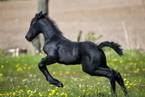 Za projekte mladih poljoprivrednika dodatnih 56 milijuna kuna