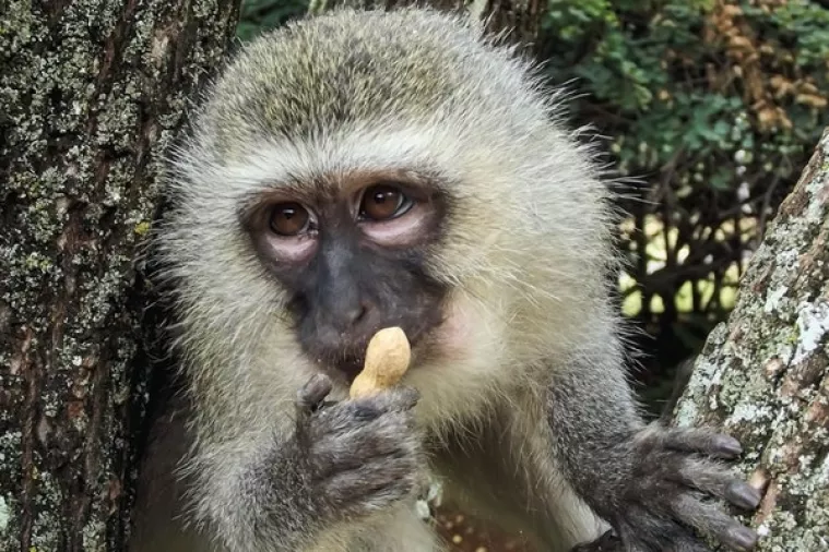 Djed Božićnjak sutra stiže i u zagrebački ZOO