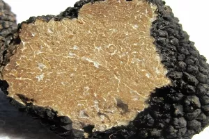 Na pariškom krovu izrastao tartuf; Francuzi potiču urbano vrtlarenje