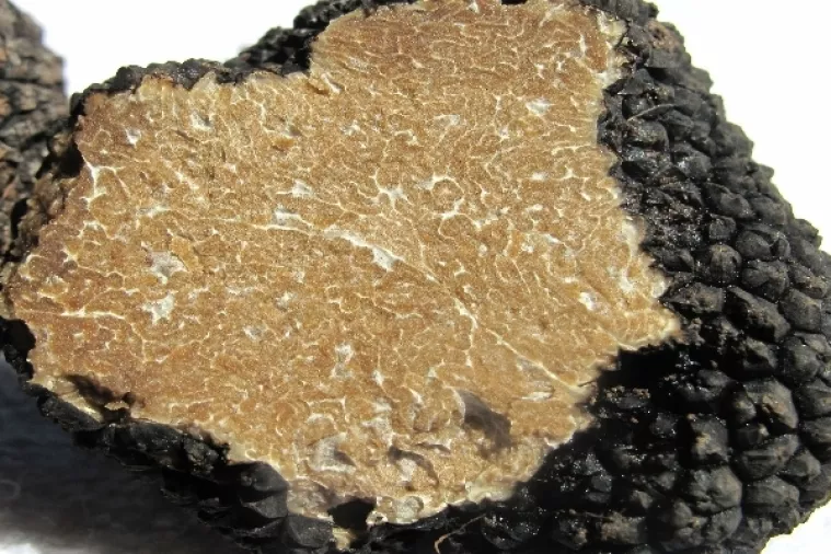 Na pari&scaron;kom krovu izrastao tartuf; Francuzi potiču urbano vrtlarenje