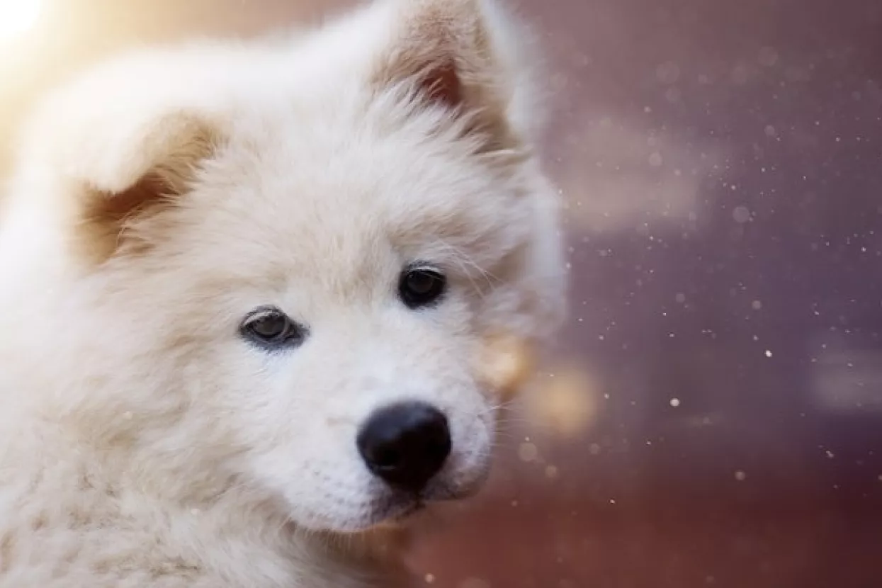 Veterinari apeliraju na vlasnike pasa da sklone 'otrovnu' čokoladu daleko od dosega njuškica