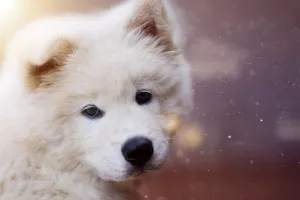 Veterinari apeliraju na vlasnike pasa da sklone 'otrovnu' čokoladu daleko od dosega njuškica