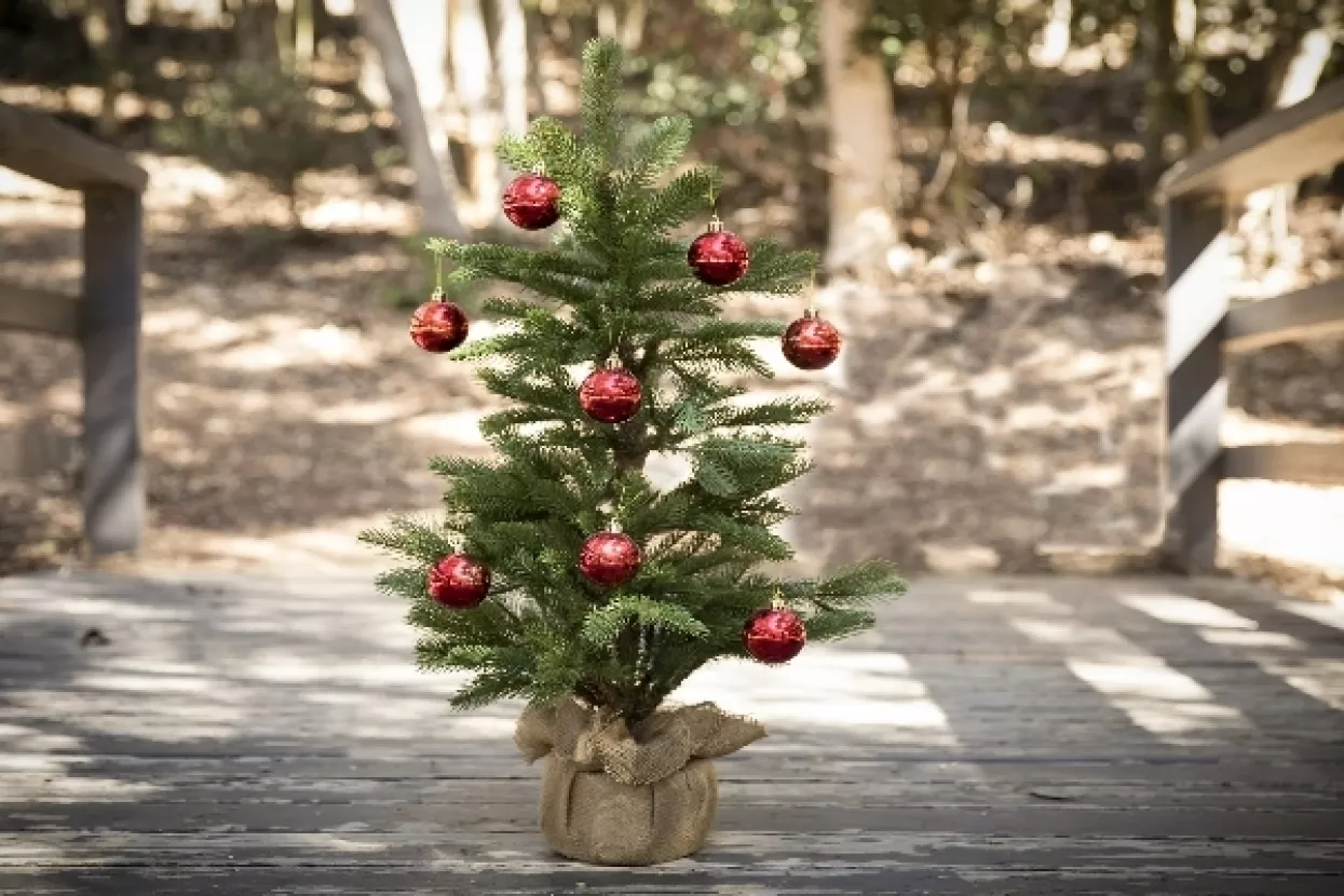 Nametnici i gljivice krivi za odumiranje i tužan izgled božićnog drvca