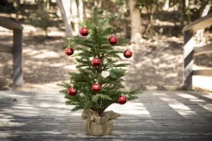 Nametnici i gljivice krivi za odumiranje i tužan izgled božićnog drvca