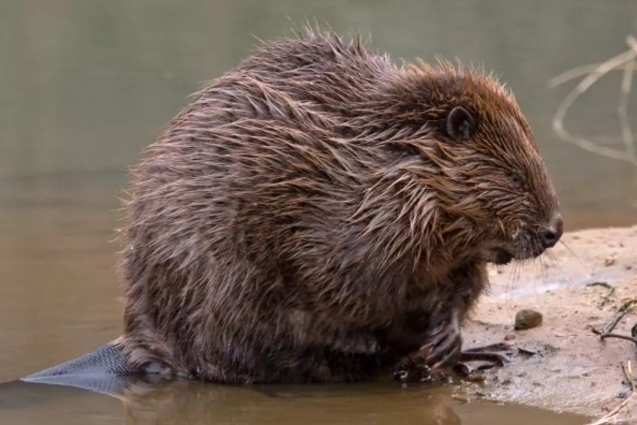 Izvrsno oporavljen dabar Štefek vraćen u prirodu