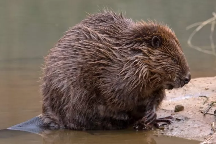 Izvrsno oporavljen dabar Štefek vraćen u prirodu