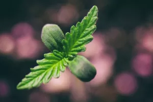 Kalifornija se priprema za 'zelenu groznicu' u godini legalizacije marihuane