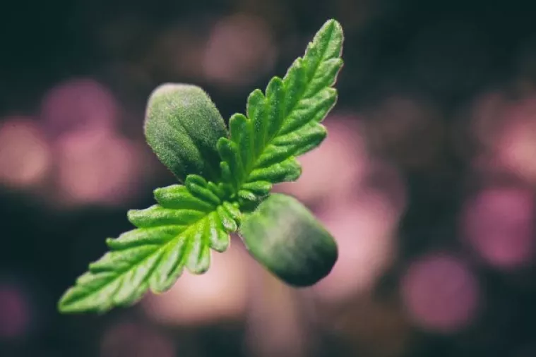 Kalifornija se priprema za 'zelenu groznicu' u godini legalizacije marihuane