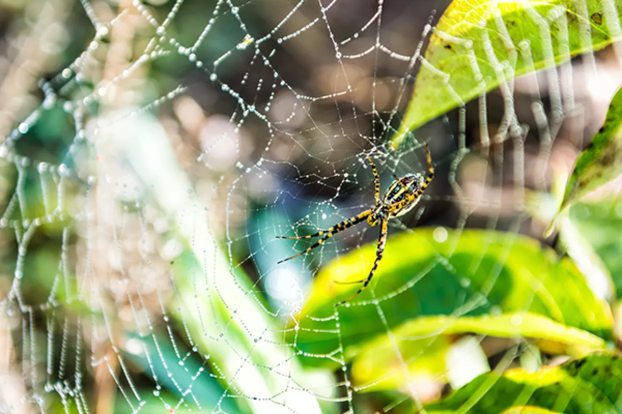 Retrospektiva 2017.: Ispijanje otrova, preslagivanja i pomutnje