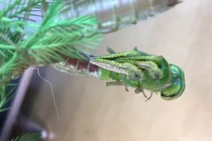 VIDEO: Mobitelom snimio čudesnu metamorfozu vilinog konjica