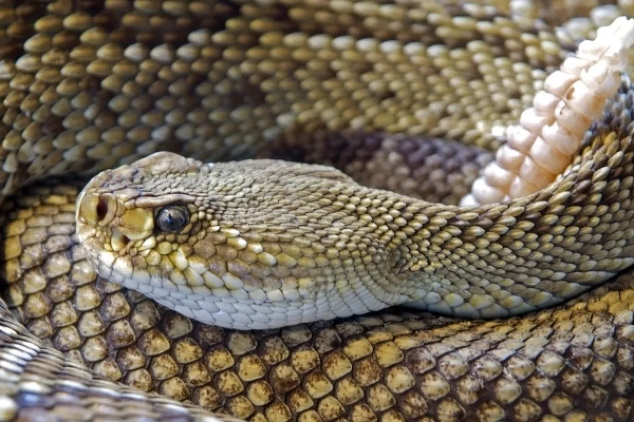 Sedam gnijezda s jajima jedne od najsmrtonosnijih zmija na &scaron;kolskom igrali&scaron;tu
