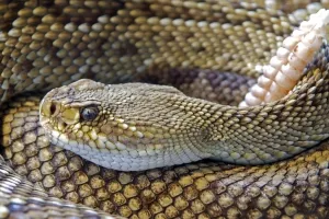 Sedam gnijezda s jajima jedne od najsmrtonosnijih zmija na školskom igralištu