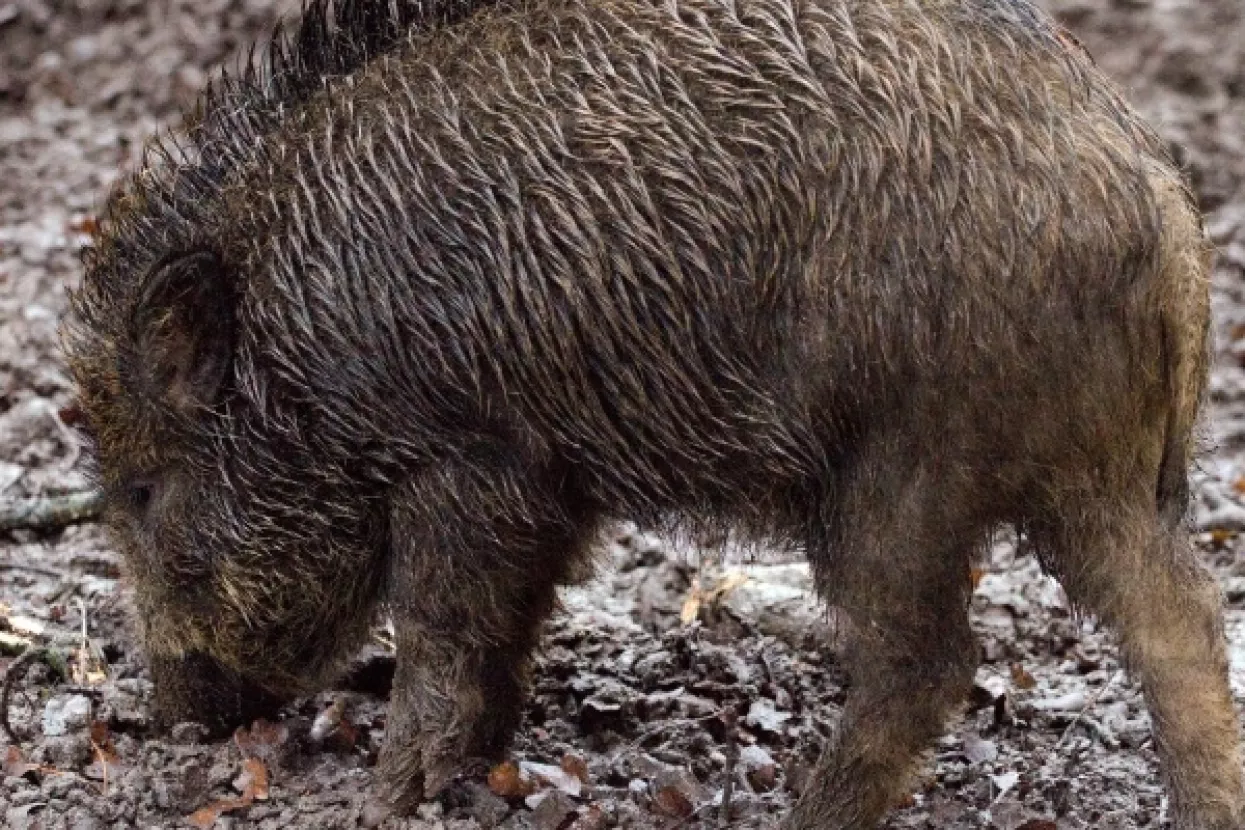 'Mahniti šoping': Veprovi napravili nekoliko tisuća eura štete u dućanu