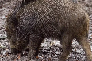 'Mahniti šoping': Veprovi napravili nekoliko tisuća eura štete u dućanu