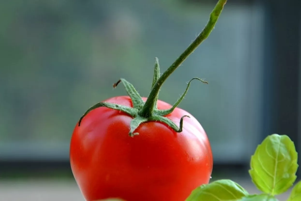 Rajčice obnavljaju funkciju pluća bivših pušača