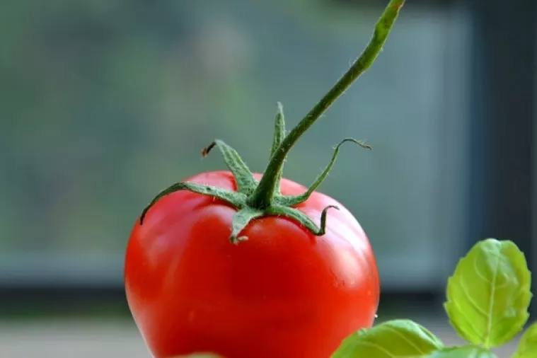 Rajčice obnavljaju funkciju pluća bivših pušača