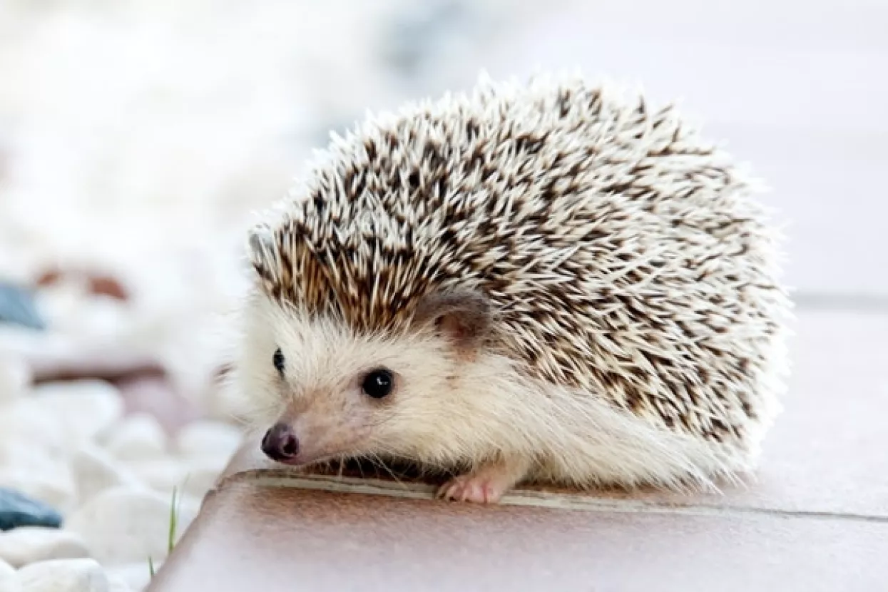 Stop geganju po ulicama: Izraelski ježevi na strogoj dijeti zbog pretilosti