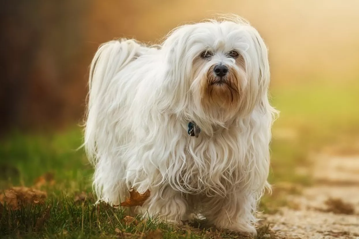 Kujica Zsazsa tjednima čuvala preminulu vlasnicu