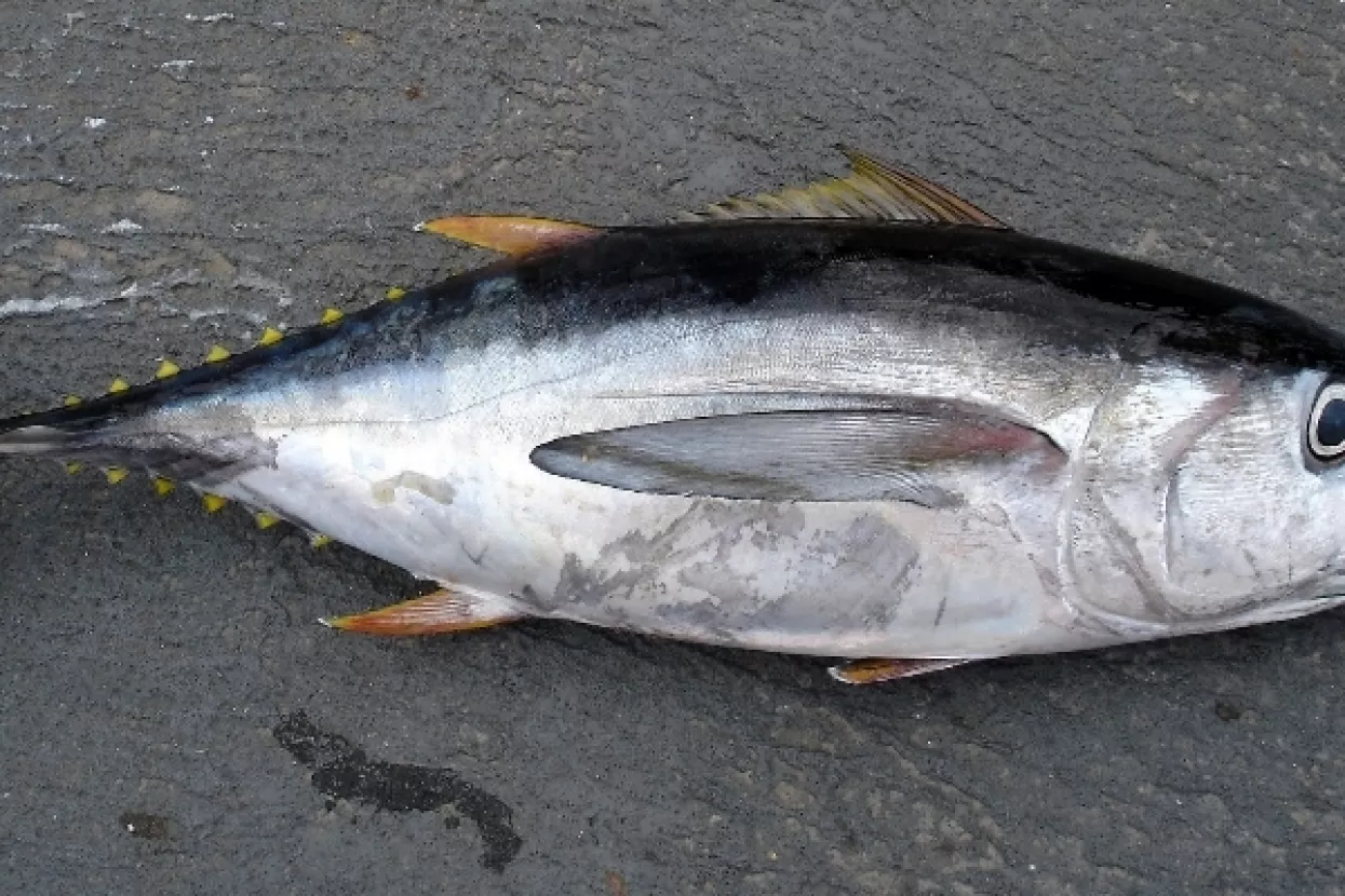Prva ovogodišnja tuna teška 405 kilograma prodana na dražbi za 330 tisuća dolara