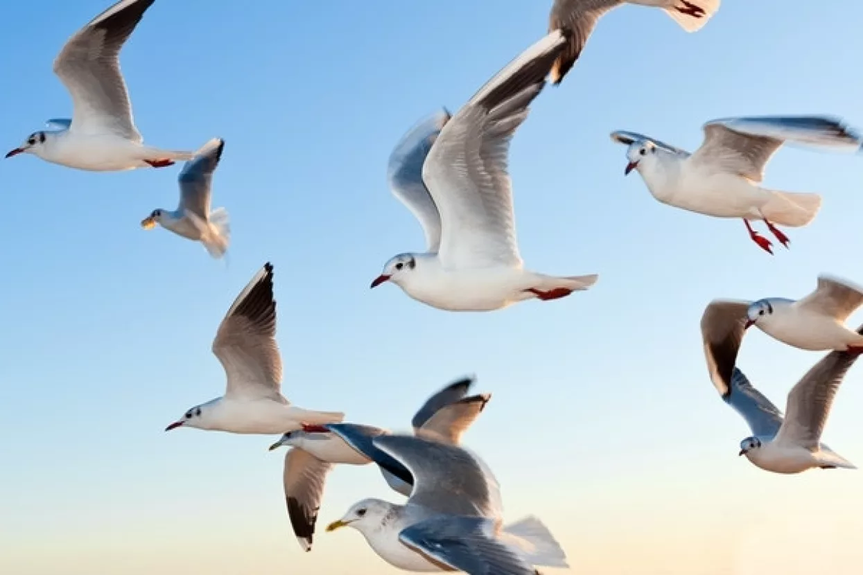 Klimatske promjene: Ptice selice skratile putovanje, zimovanje