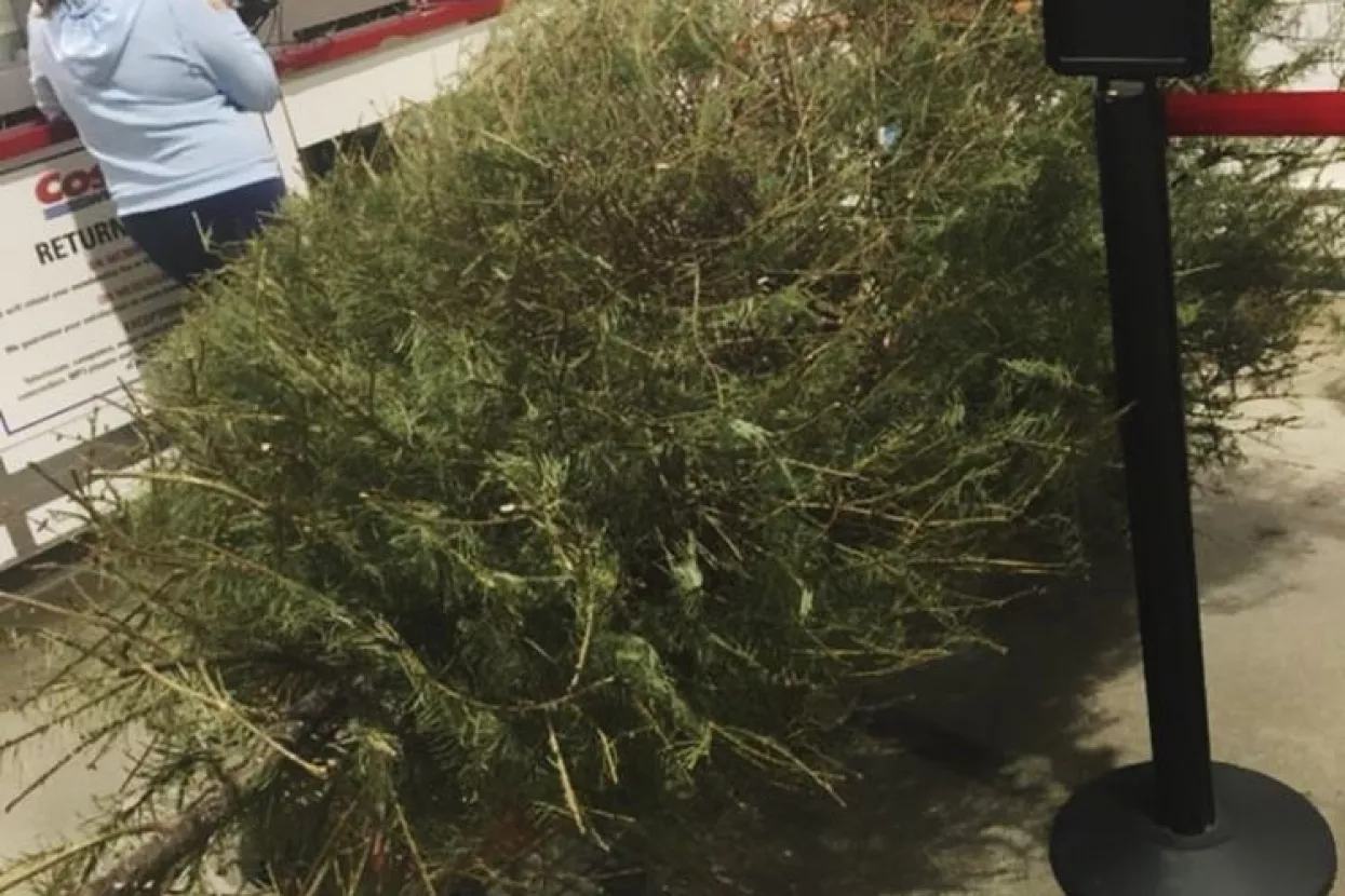 Web raspravlja o ženi koja je zatražila i dobila povrat novca za 'mrtvo' božićno drvce