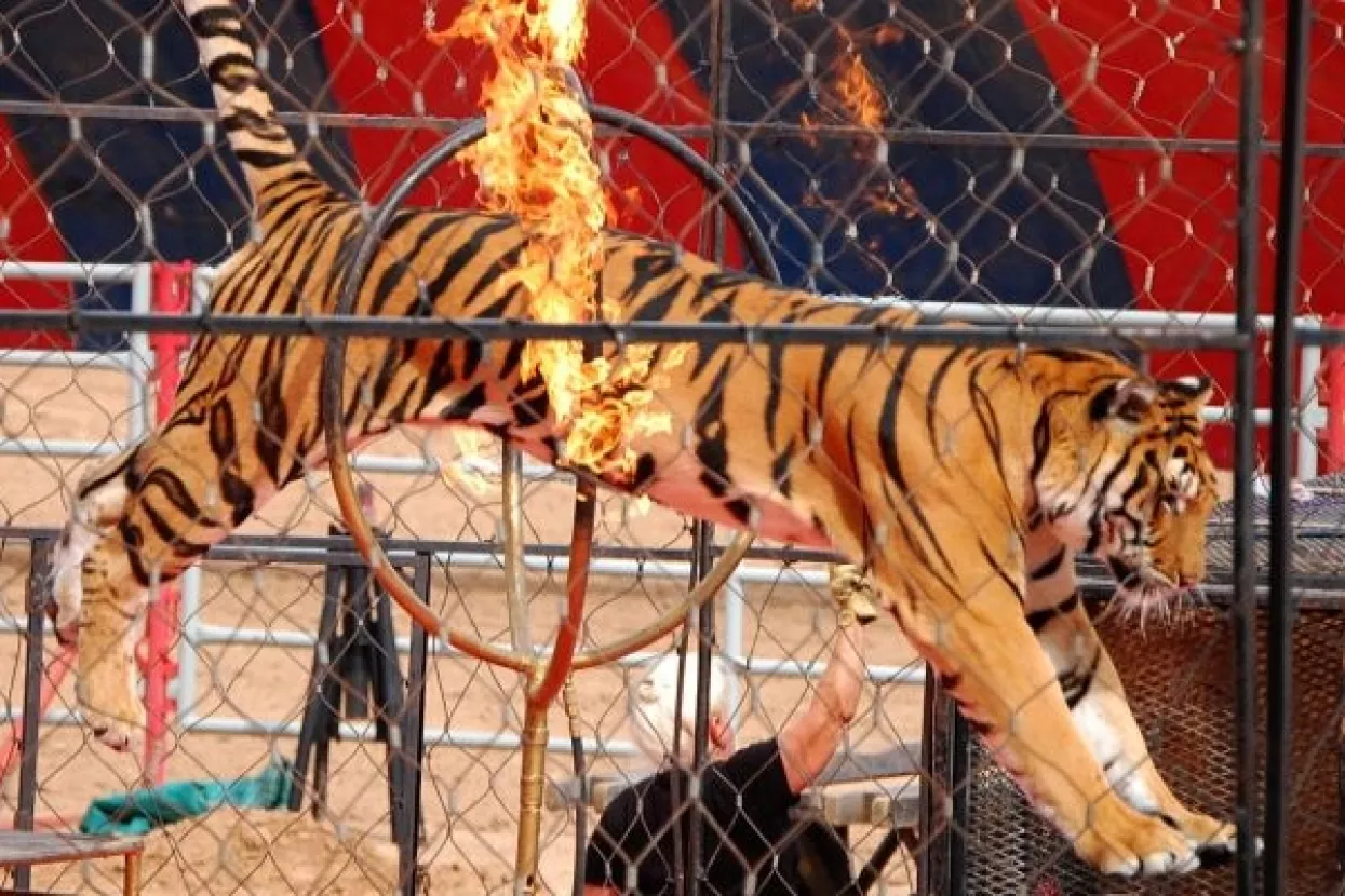 Engleska se pridružuje zemljama koje zabranjuju divlje životinje u cirkusima