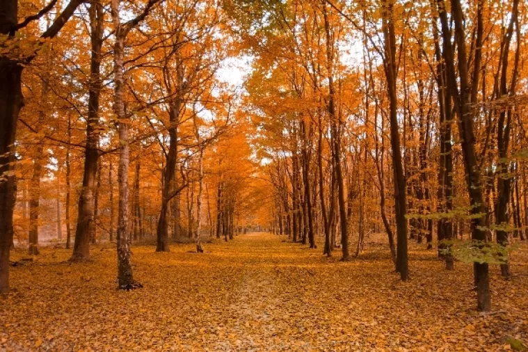 Šumari oštetili šumariju