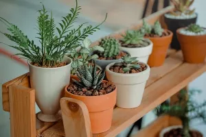 'Zeleni uredi' opuštaju, pročišćuju zrak