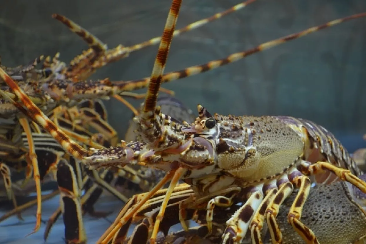&Scaron;vicarska vlada zabranila bacanje živih jastoga u vruću vodu