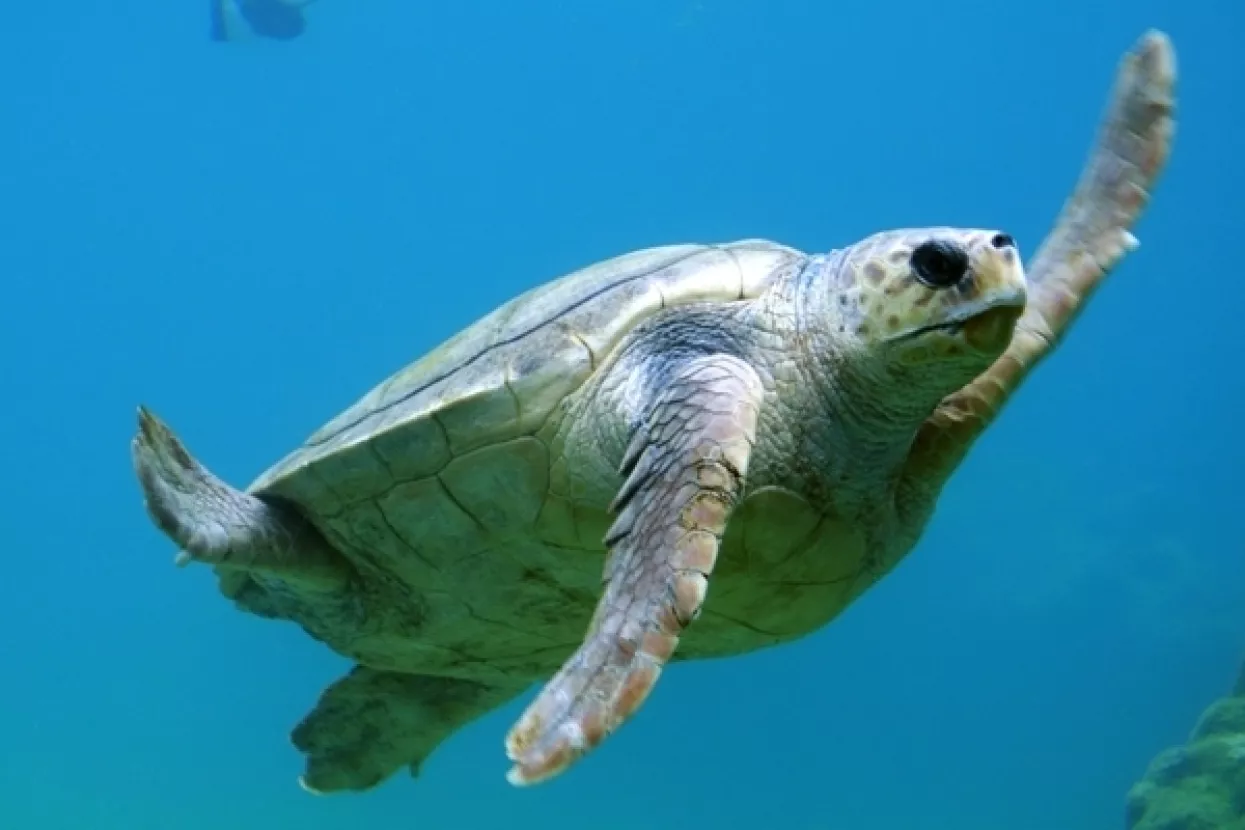 Ženke australskih zelenih želvi ugrožene, zbog zagrijavanja manjak mužjaka