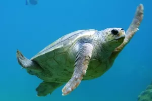 Ženke australskih zelenih želvi ugrožene, zbog zagrijavanja manjak mužjaka