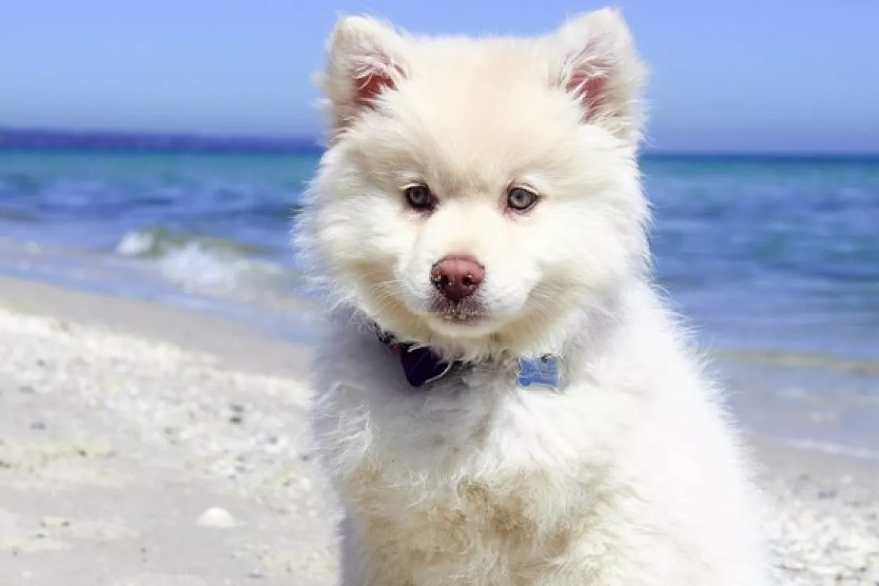 Sirovo meso ugrožava zdravlje četveronožnih ljubimaca