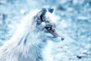 Norveška je 'vidjela svjetlo', zabranjuje uzgoj životinja radi krzna