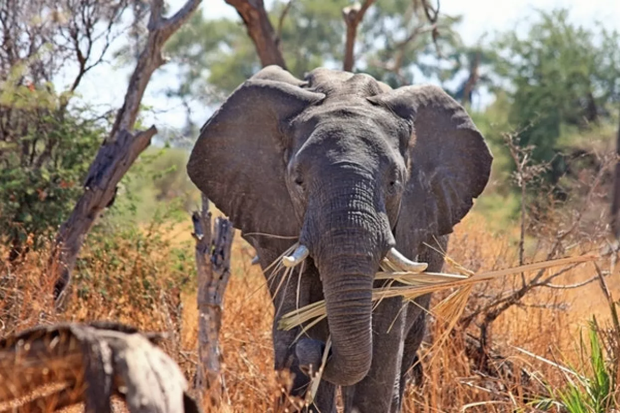 Veliki afrički sisavci kolateralne su žrtve ratova