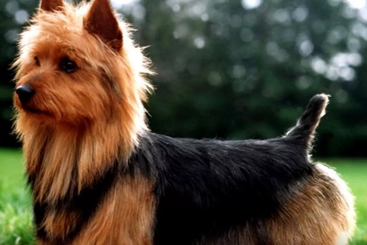 Vlasnici otišli na odmor, a pas se ukrcao u kamion i 'priuštio si' putovanje od 1500 kilometara