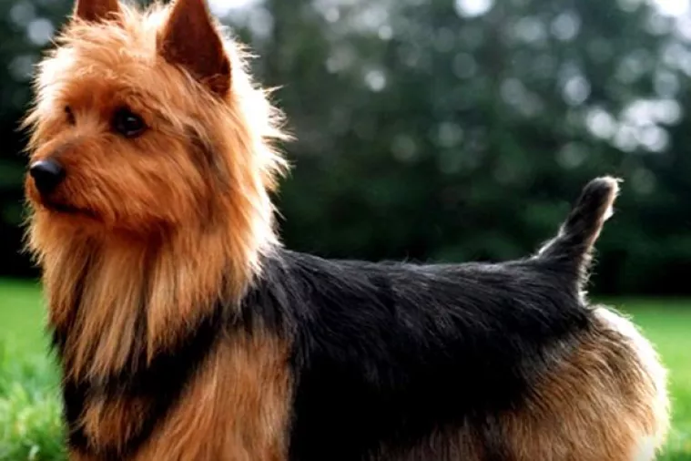 Vlasnici otišli na odmor, a pas se ukrcao u kamion i 'priuštio si' putovanje od 1500 kilometara