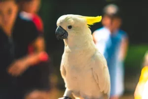 Zapadna Australija bori se protiv 'pernatog oružja za masovno uništavanje'