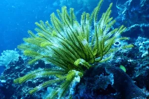 Australske vlasti znanstvenicima svijeta: Pomozite spasiti Veliki koraljni greben