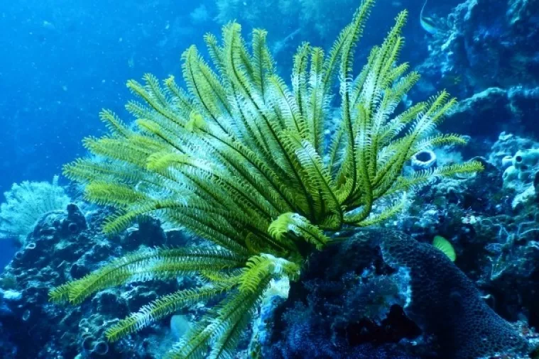 Australske vlasti znanstvenicima svijeta: Pomozite spasiti Veliki koraljni greben