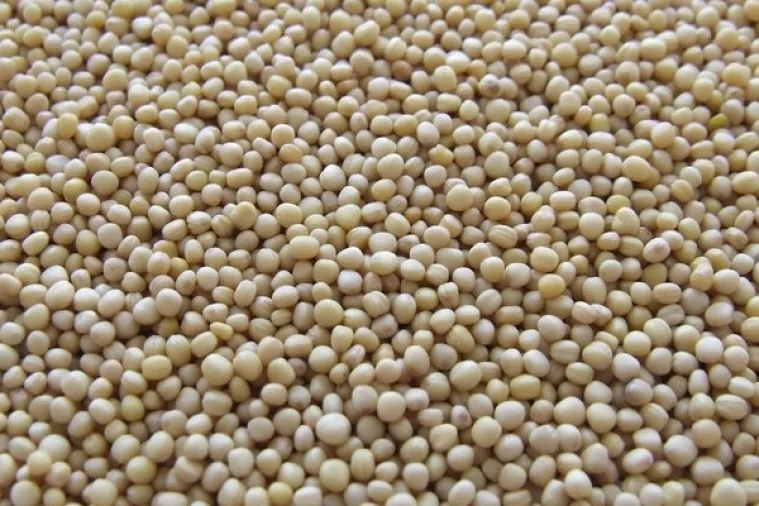 Pad zaliha ribljeg brašna, količine neće pokriti ni iduća tri mjeseca