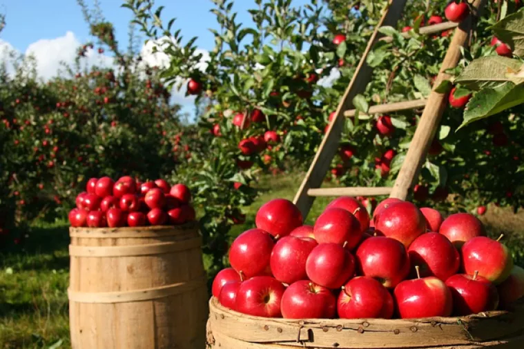 Odbor za poljoprivredu: Prednost za zakup zemljišta uz stočare dati povrtlarima i voćarima