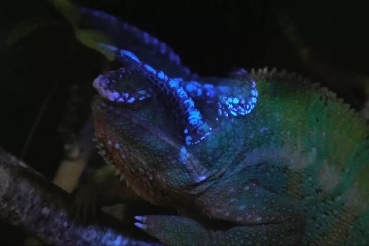 VIDEO: Ultraljubičasta svjetlost otkrila čarobnu fluorescenciju kameleona