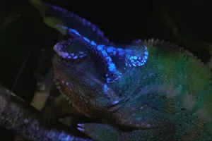 VIDEO: Ultraljubičasta svjetlost otkrila čarobnu fluorescenciju kameleona