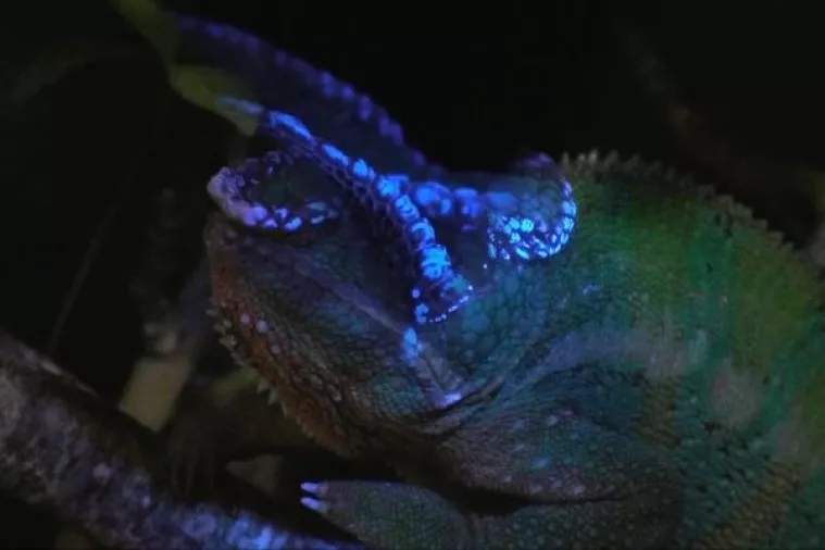 VIDEO: Ultraljubičasta svjetlost otkrila čarobnu fluorescenciju kameleona