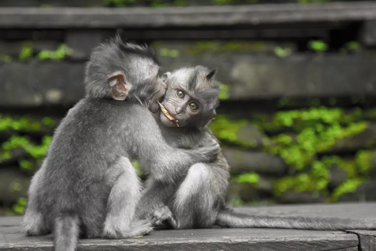 VIDEO: Uspješnim kloniranjem majmuna znanost je došla korak bliže kloniranju ljudi