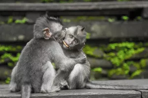 VIDEO: Uspješnim kloniranjem majmuna znanost je došla korak bliže kloniranju ljudi