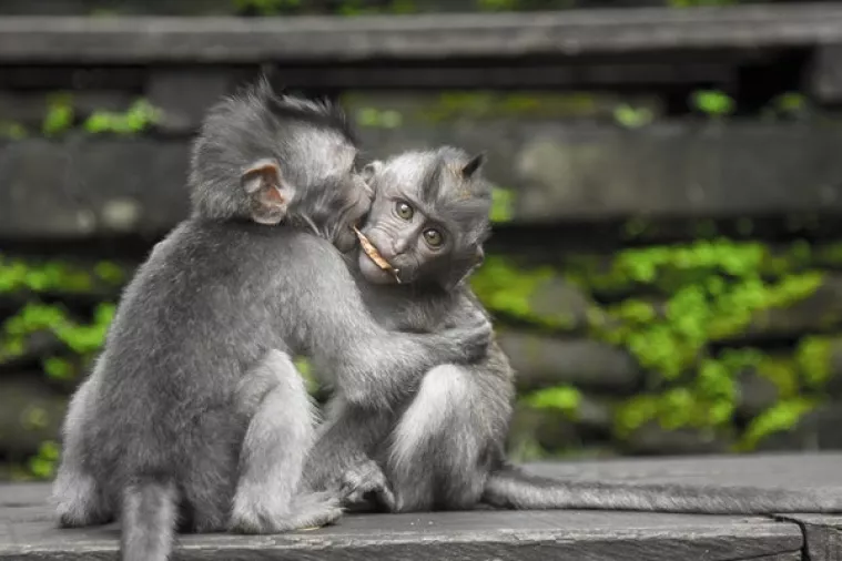 VIDEO: Uspješnim kloniranjem majmuna znanost je došla korak bliže kloniranju ljudi