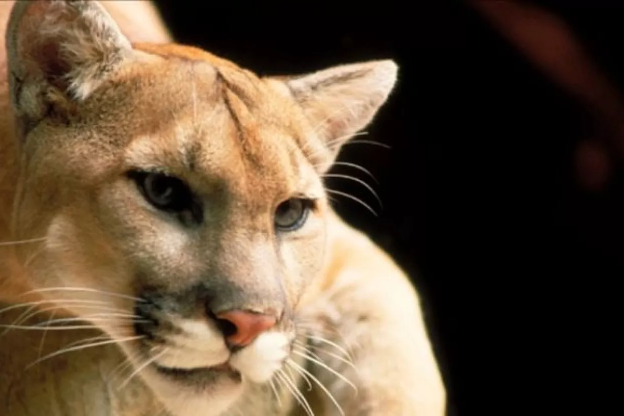 Svijet ostao bez još jedne životinjske vrste, izumrla istočna američka puma